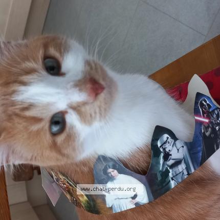 Photo 1/1 Rox Chat lost in Romilly sur seine