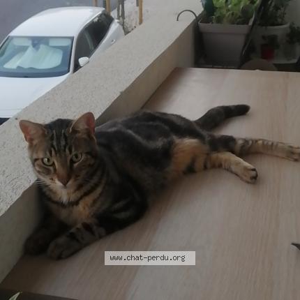 Photo 1/1 Chouquette Chat lost in Montpellier