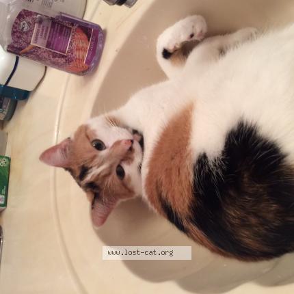 Photo 1/1 Cat reunited Lost in Winnipeg