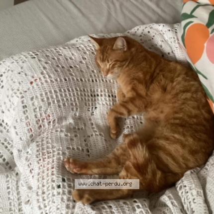 Foto 1/1 Kat teruggevonden Vermist in Braine L Alleud