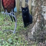 Picture of cat lost at Viry Chatillon