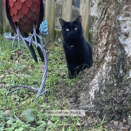 Photo 1/1 Cat reunited Lost in Viry chatillon