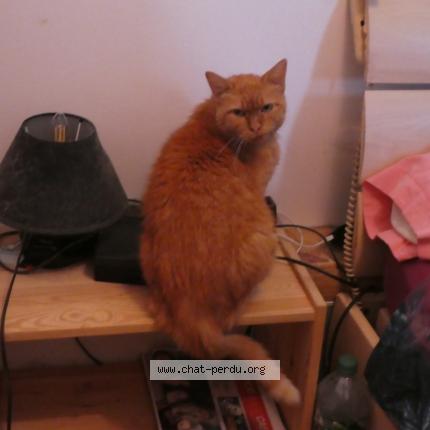 Photo 1/1 Etoile Chat lost in Caen