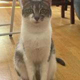 Picture of cat lost at Paris