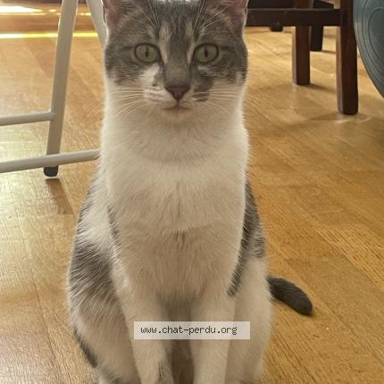 Photo 1/1 Cat reunited Lost in Paris