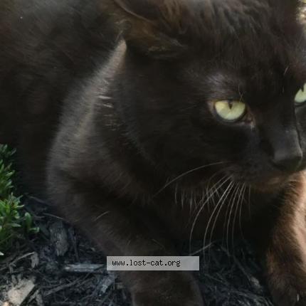 Photo 1/1 Cat reunited Lost in St john s