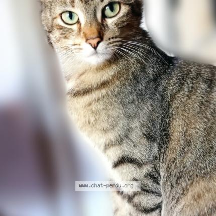 Photo 1/1 Zen Chat lost in Villeneuve loubet