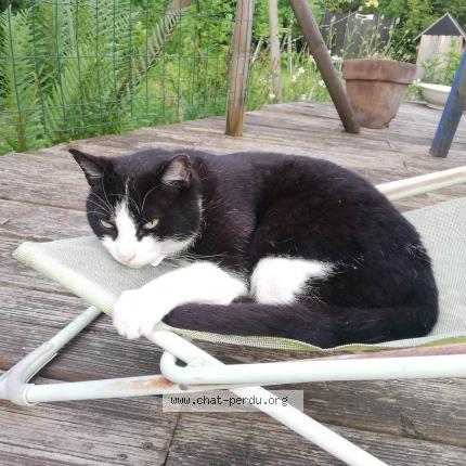Foto van vermiste kat in Bouge
