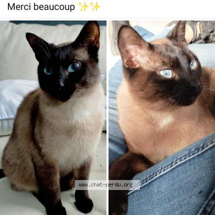 Foto van vermiste kat in Buvrinnes