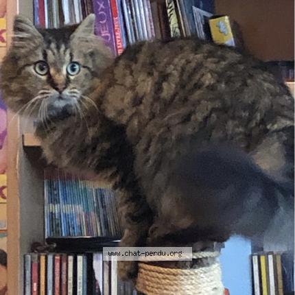 Foto 1/1 Kat teruggevonden Vermist in Braine L Alleud