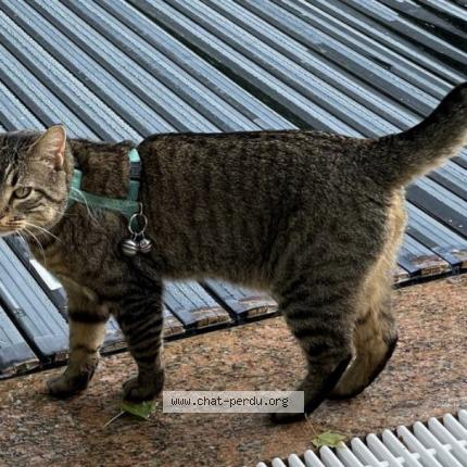 Foto 1/1 Wiedergefundene Katze Verloren in Conches