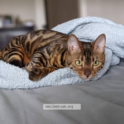 Photo 1/1 Cat reunited Lost in Red deer