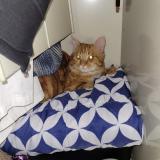 Picture of cat lost at Ris Orangis