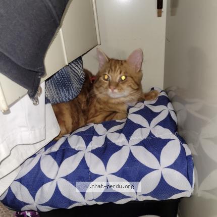 Photo 1/1 Cat reunited Lost in Ris orangis