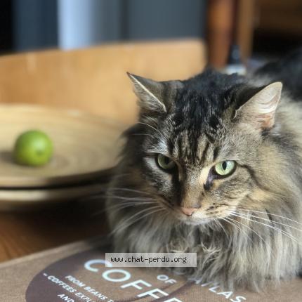 Foto van vermiste kat in Saint Josse Ten Noode