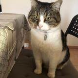 Picture of cat lost at Domene