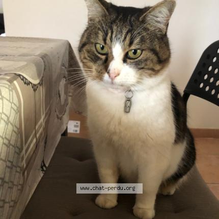 Photo 1/1 Happy Chat lost in Domene