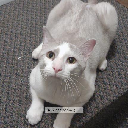 Photo 1/1 Reunited cat Lost in Rolla