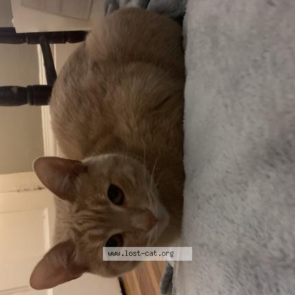 Photo 1/1 Cat reunited Lost in Toronto