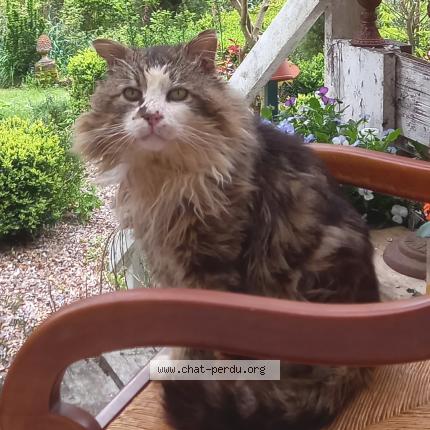 Photo 1/1 BOUILLON Chat lost in Sainte genevieve