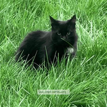 Foto 1/1 Kat teruggevonden Vermist in Verviers