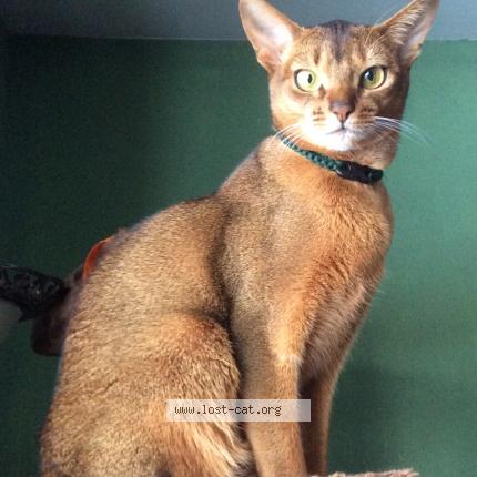 Photo 1/1 Cat reunited Lost in Edmonton