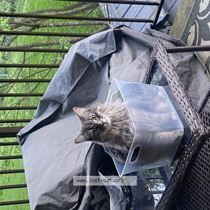 Photo 1/1 Cat reunited Lost in Maple ridge