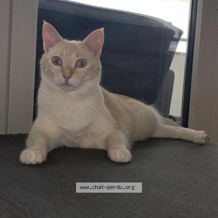 Foto einer verlorenen Katze in Lausanne