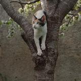 Picture of cat lost at Bastanes