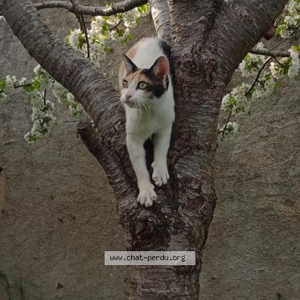 Photo 1/1 tati Chat lost in Bastanes