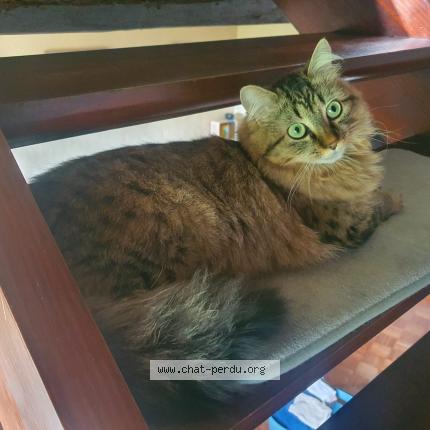 Foto van vermiste kat in Floriffoux