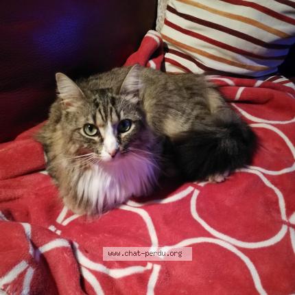 Foto van vermiste kat in Seraing