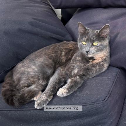 Foto einer verlorenen Katze in Versoix