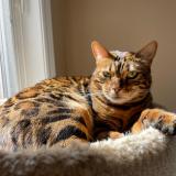 Picture of cat lost at Ancaster