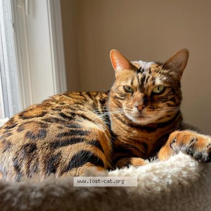 Photo 1/1 Cat reunited Lost in Ancaster