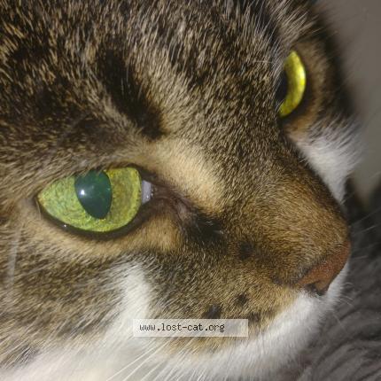 Photo 1/1 Reunited cat Found in Brantford