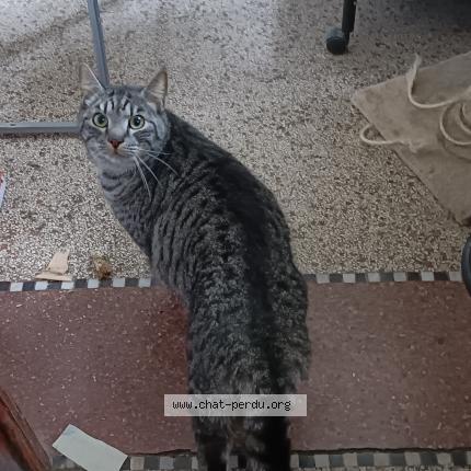 Foto van vermiste kat in Andenne