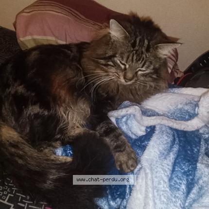 Photo 1/5 Blobby Chat lost in Castanet tolosan