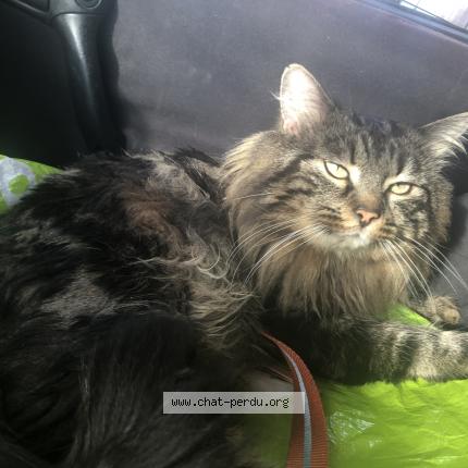 Photo 2/5 Blobby Chat lost in Castanet tolosan