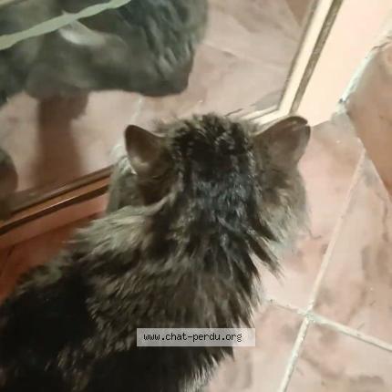 Photo 3/5 Blobby Chat lost in Castanet tolosan