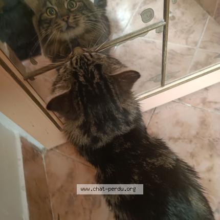 Photo 4/5 Blobby Chat lost in Castanet tolosan