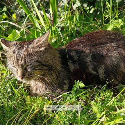 Photo 5/5 Blobby Chat lost in Castanet tolosan