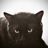 Picture of cat lost at Pau