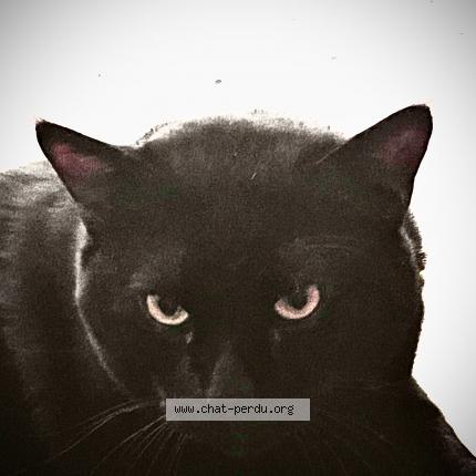 Photo 1/1 Sacha Chat lost in Pau