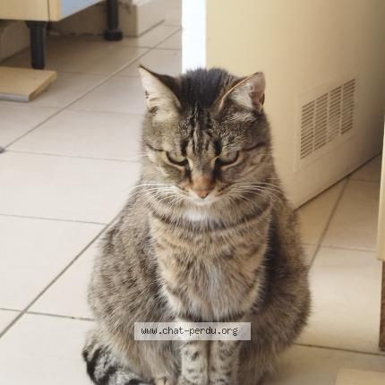 Photo 1/1 Leïa Chat lost in Chapelle d aunainville