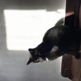 Picture of cat lost at Lille