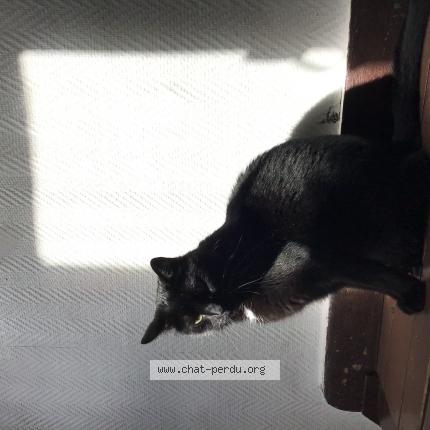 Photo 1/1 LaKrotte Chat lost in Lille