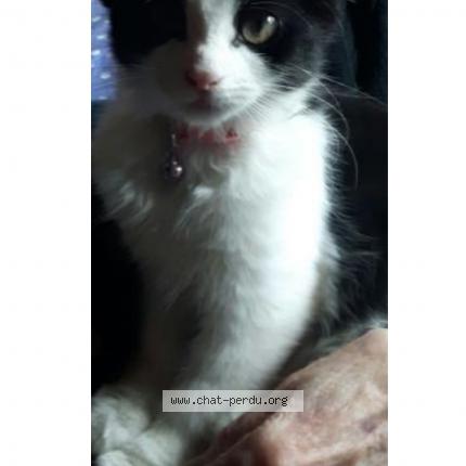 Foto 1/1 Kat teruggevonden Vermist in Waterloo