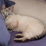 Picture of cat lost at La Ciotat