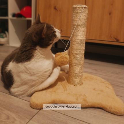 Photo 1/1 Cat reunited Lost in Nimes